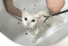 宠物猫如何洗澡-宠物猫洗澡怎么洗