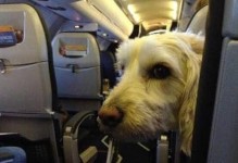 宠物如何上飞机-宠物如何上飞机客舱