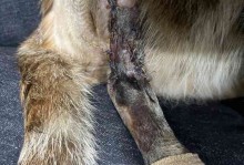 宠物红肿坏死-宠物皮肤化脓感染怎么办