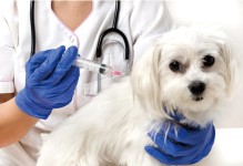 宠物店给狗打过疫苗吗-一般宠物店的狗都打过疫苗的吗