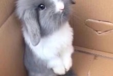 一只兔子多少钱-一只兔子多少钱宠物