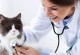 如何成为一名宠物医生-如何成为一名宠物医生的条件