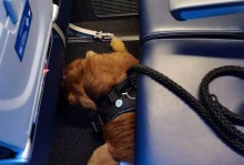 宠物狗怎么坐飞机-宠物狗怎么坐飞机最安全