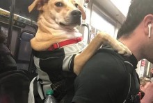 怎么带宠物坐地铁-怎么带宠物坐地铁出去