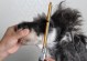 宠物剪毛流程-宠物剪毛流程视频