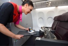 飞机可以带宠物吗-飞机可以带宠物吗小狗
