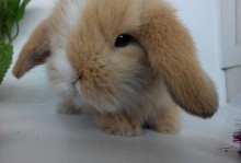宠物兔獭兔-獭兔多少钱一只和兔子什么区别