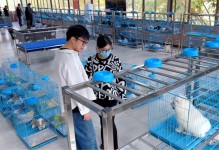 广州宠物展示-2020年广州宠物展会免费门票