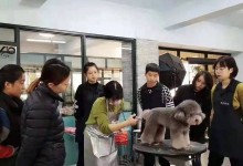 哈尔滨宠物美容师培训学校-哈尔滨宠物美容培训大约多少钱