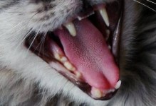 宠物牙床白-宠物牙龈溃烂