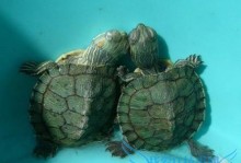 乌龟水多久换一次-养龟穷三代什么意思