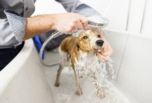 宠物店洗澡不让看-在宠物店洗澡会得病吗