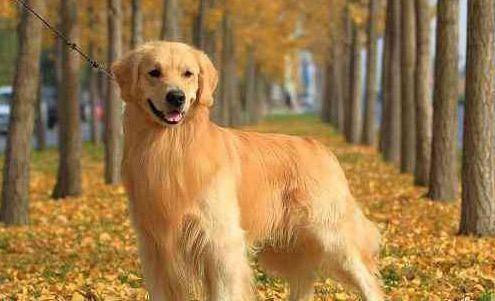 宠物狗品种中国-宠物狗品种中国有几种