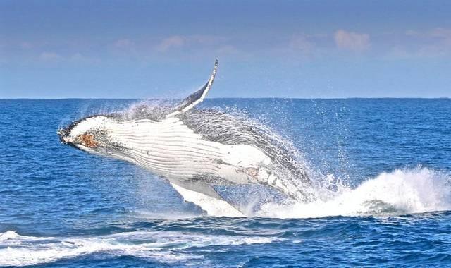 鲸鱼为什么会喷水-鲸鱼为什么会喷水50字