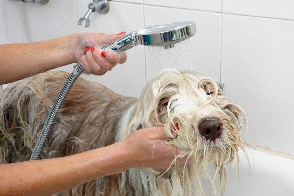 宠物店给狗狗洗澡-宠物店给狗狗洗澡流程