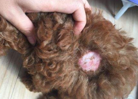 宠物缝针感染-宠物外伤缝合手术