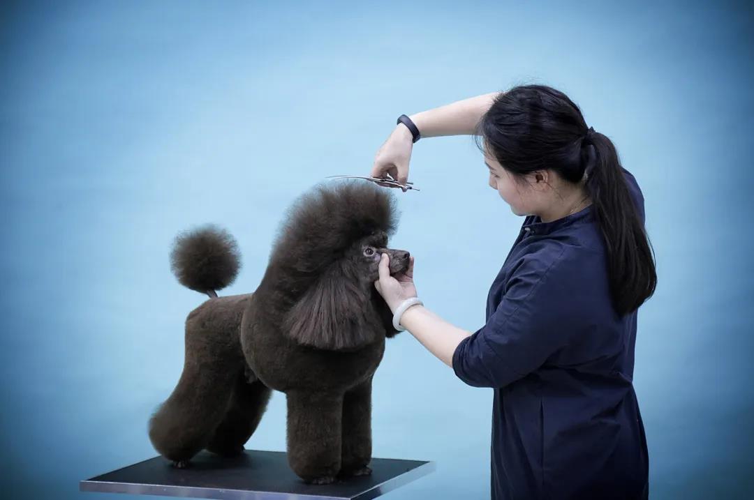 宠物美容师职业优势-宠物美容师的职业要求