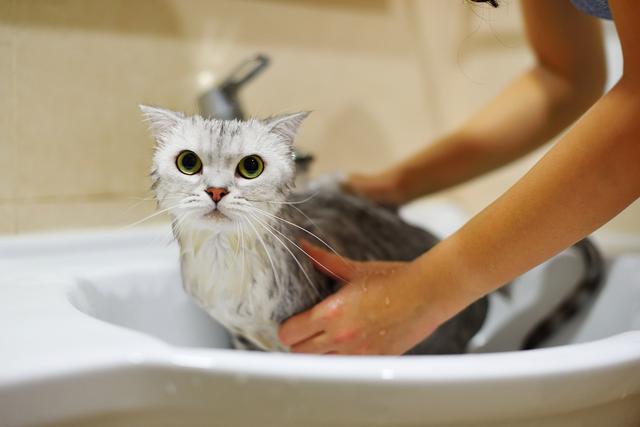 怎么给小猫洗澡-怎么给小猫洗澡 技巧