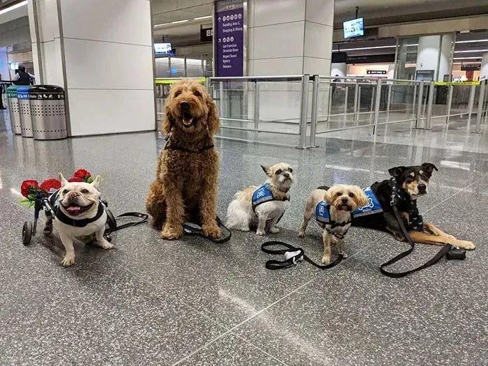 机场可以带宠物吗-机场可以带宠物狗吗