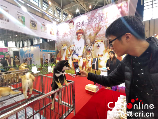 南京宠物中心-南京宠物中心电话