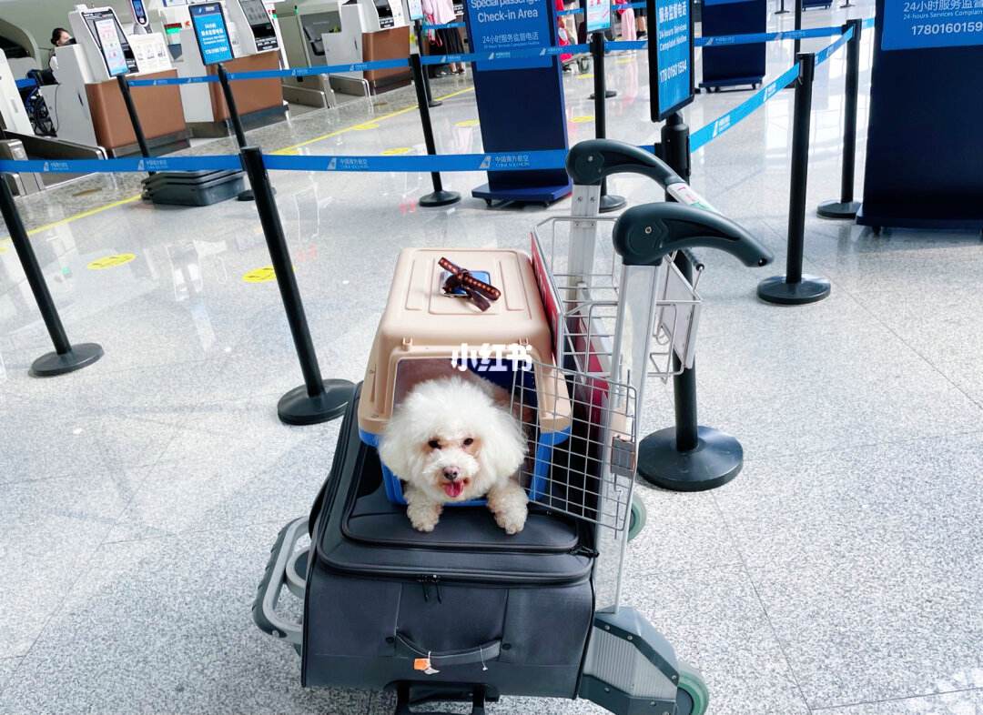 宠物安全空运-宠物空运容易出问题吗