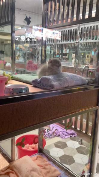 广州猫咪宠物店-广州宠物猫的批发市场在哪