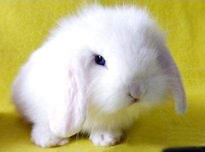 宠物兔獭兔-獭兔多少钱一只和兔子什么区别