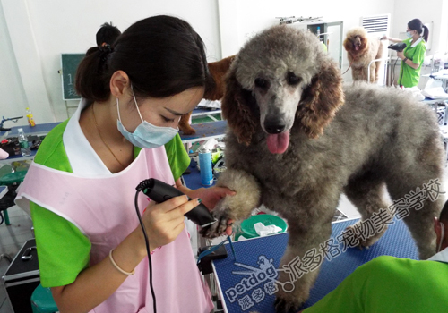 郑州宠物美容师培训学校-郑州宠物美容师培训学校有哪些