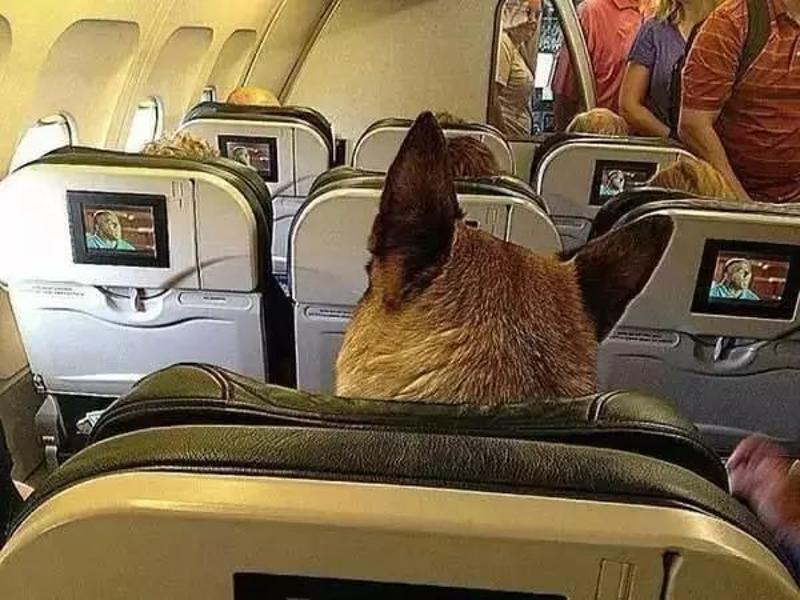 允许宠物客舱-允许宠物进客舱的飞机有哪些