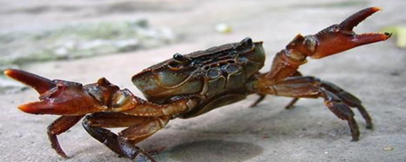 螃蟹有多少只腿-螃蟹有多少条腿呢