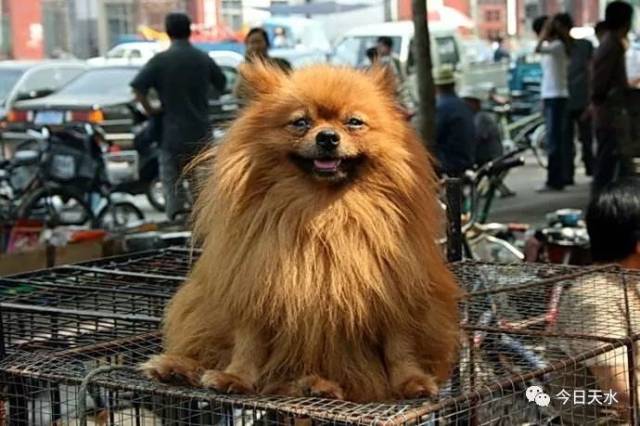 焦作宠物交易市场-焦作宠物狗市场在哪里