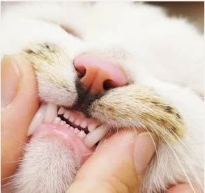猫需要刷牙吗-猫需要刷牙吗?