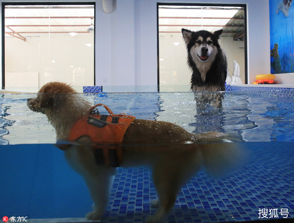 开宠物游泳池-宠物游泳馆加盟费多少