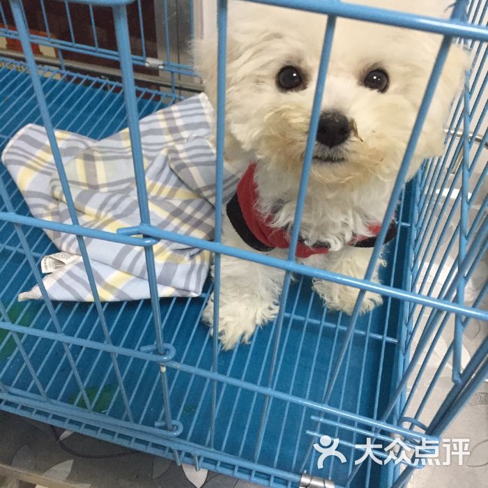 北京市最大的宠物市场-北京市最大的宠物市场在哪