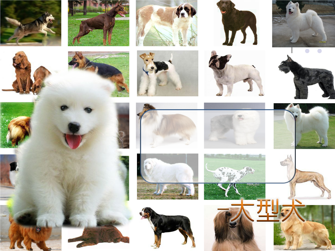 宠物的种类及简介-宠物犬的种类有哪些