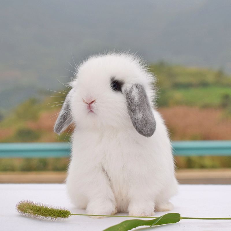 兔子价格宠物-宠物兔子价格排名