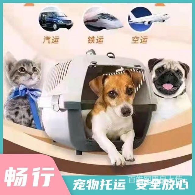 宠物托运回台湾-宠物托运回台湾多少钱