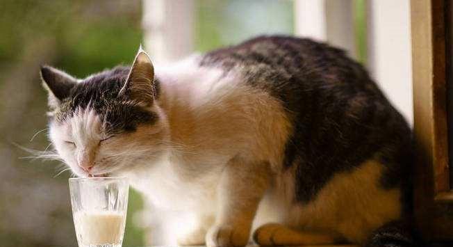 猫能喝什么奶-猫能喝什么奶好
